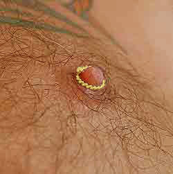 Men's non-piercing nipple rings in 24ct gold plating
